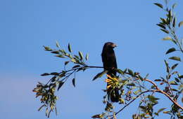 Sivun Crotophaga Linnaeus 1758 kuva