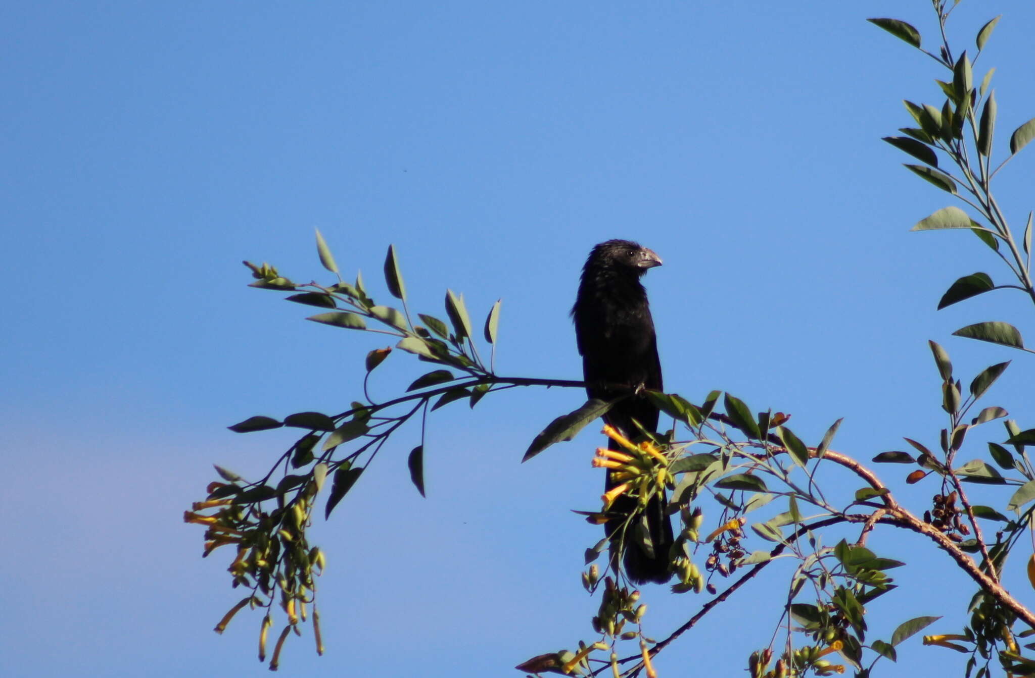 Sivun Crotophaga Linnaeus 1758 kuva