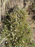 Image of Delosperma inconspicuum L. Bol.