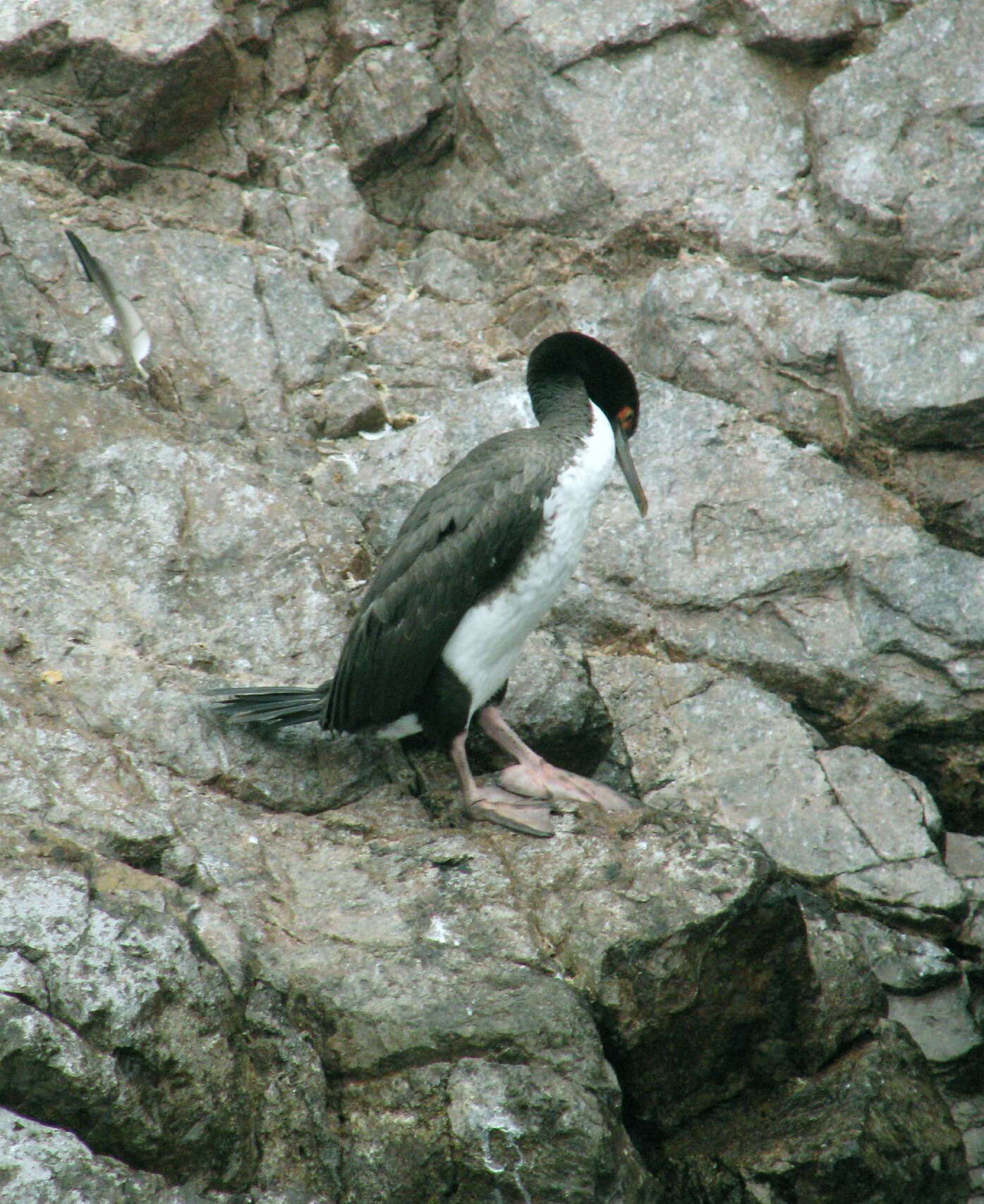 Image of Guanay Cormorant