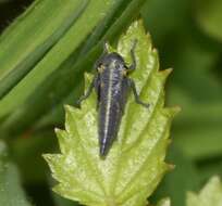 Image of Cicadella viridis (Linnaeus 1758)