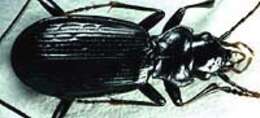 Image de Nebria (Catonebria) sierrablancae Kavanaugh 1984