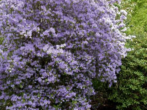 Image of Rhododendron augustinii Hemsl.