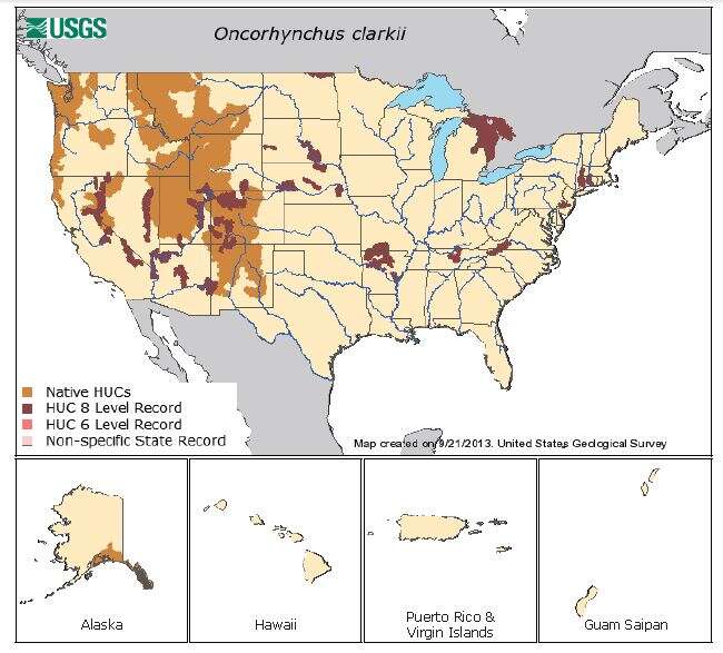 Image of cutthroat trout