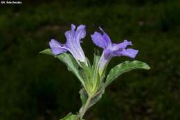 صورة Ruellia spissa Leonard