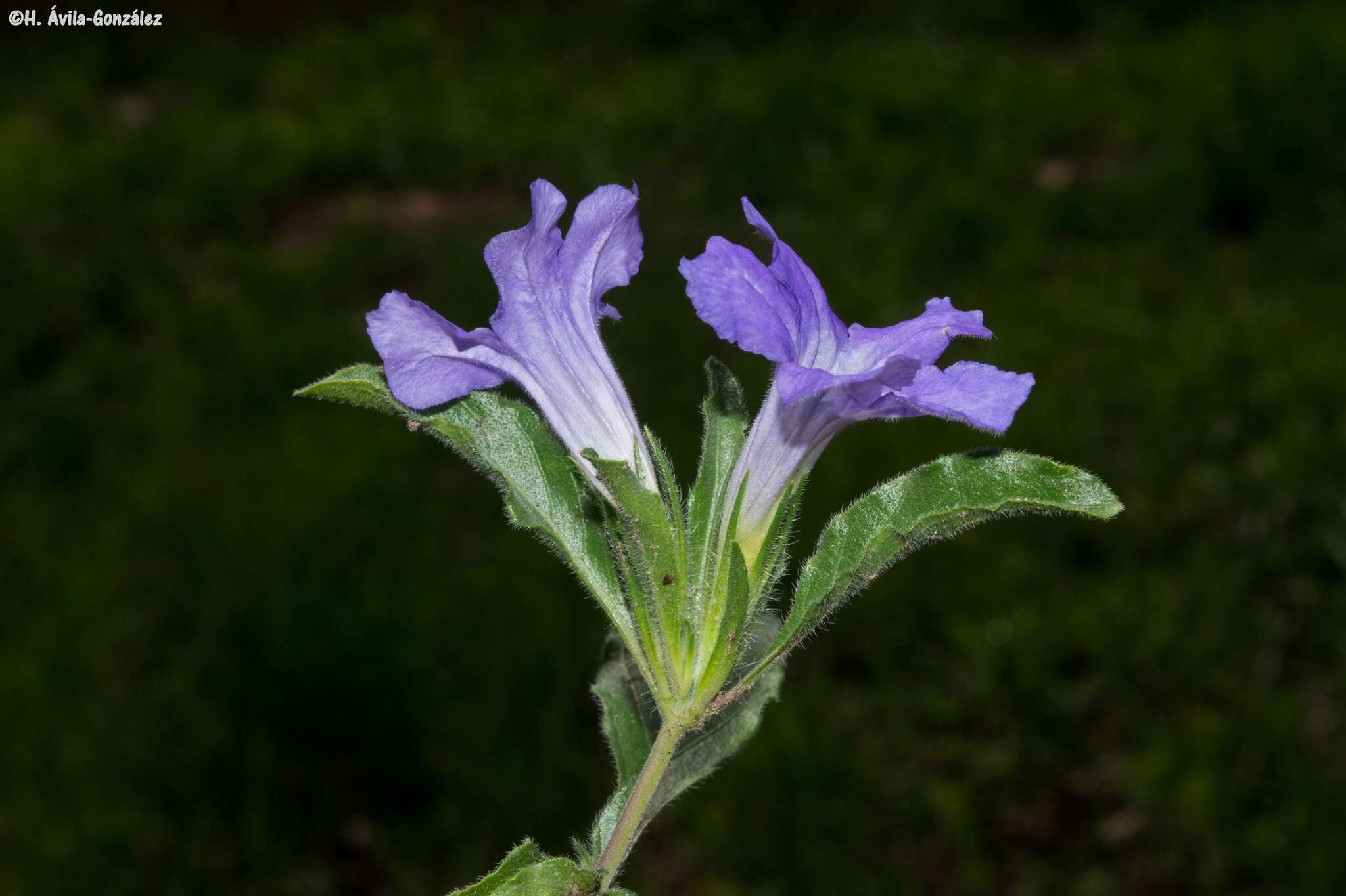 صورة Ruellia spissa Leonard