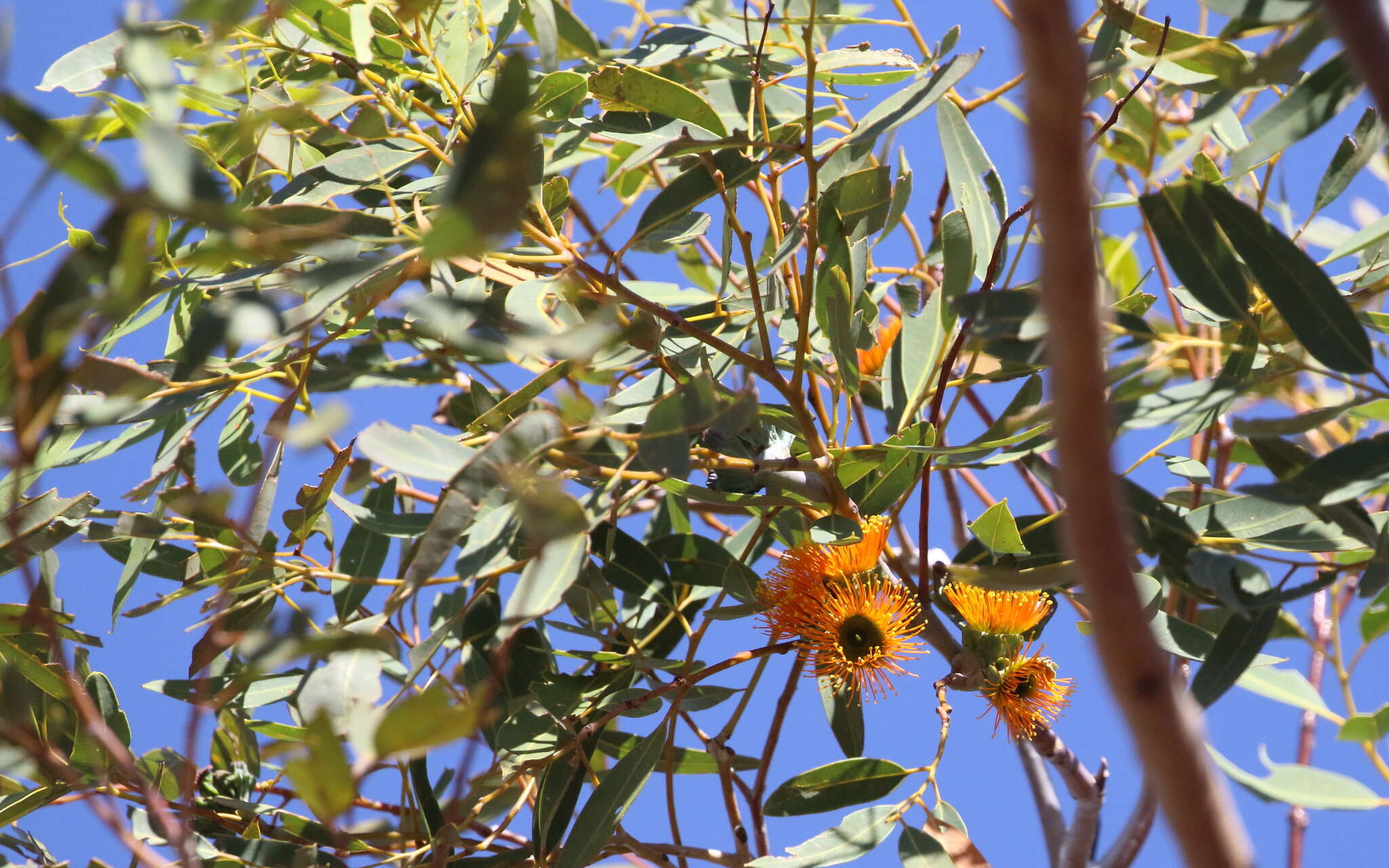 Image of Eucalyptus miniata A. Cunn. ex Schau.