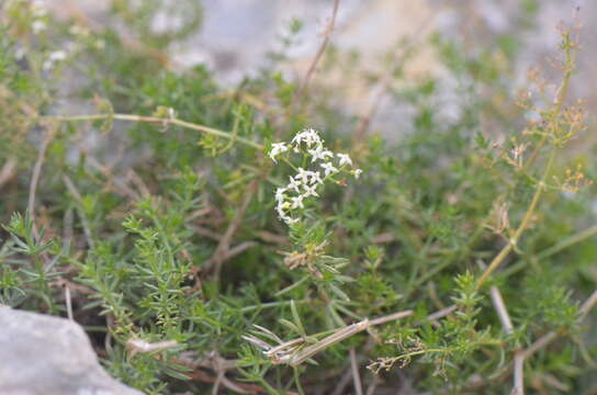 Image of Galium lucidum All.