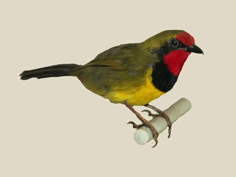 Image of Doherty's Bush Shrike