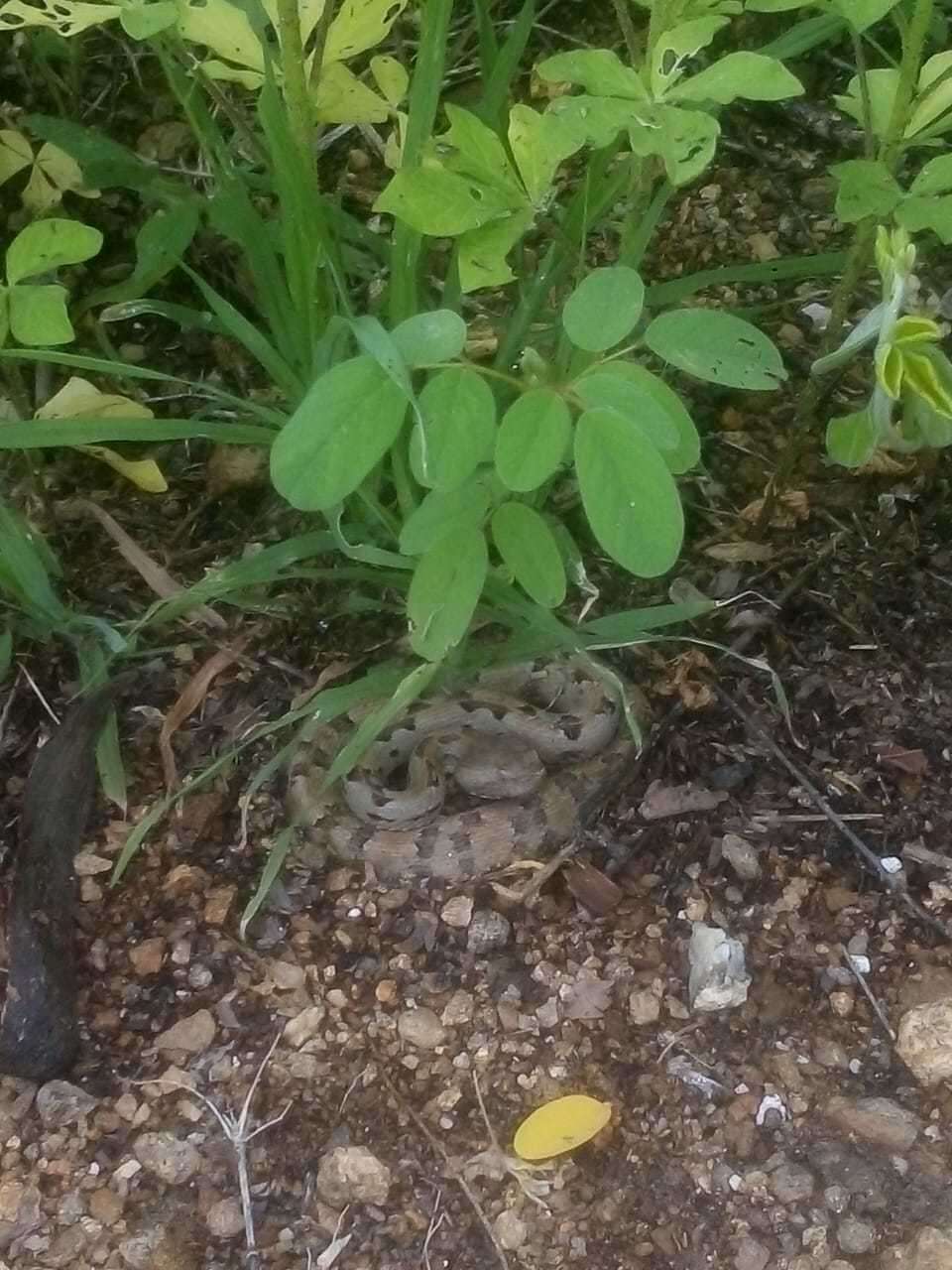 Image of Dunn's Hognose Viper