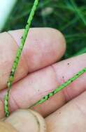 Image of matted paspalum