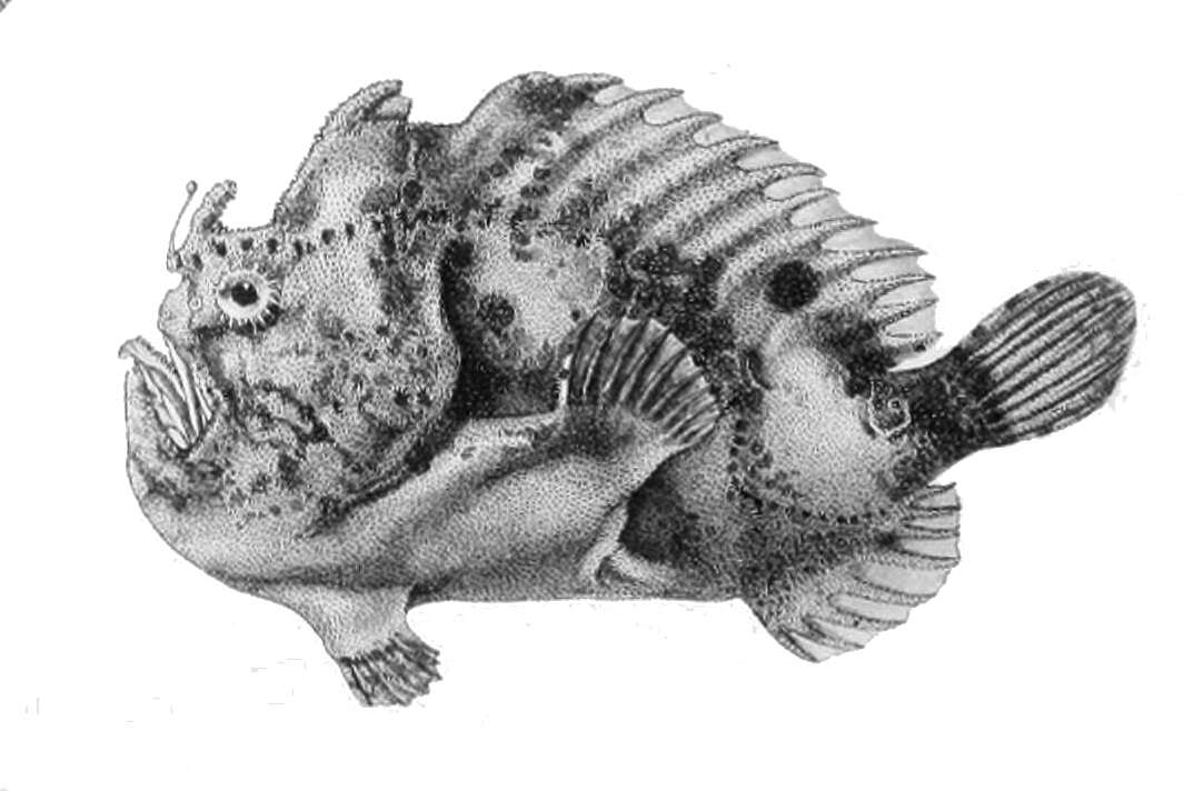 Image of Big-spot Angler