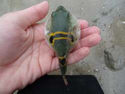 Image of Ocellated Puffer