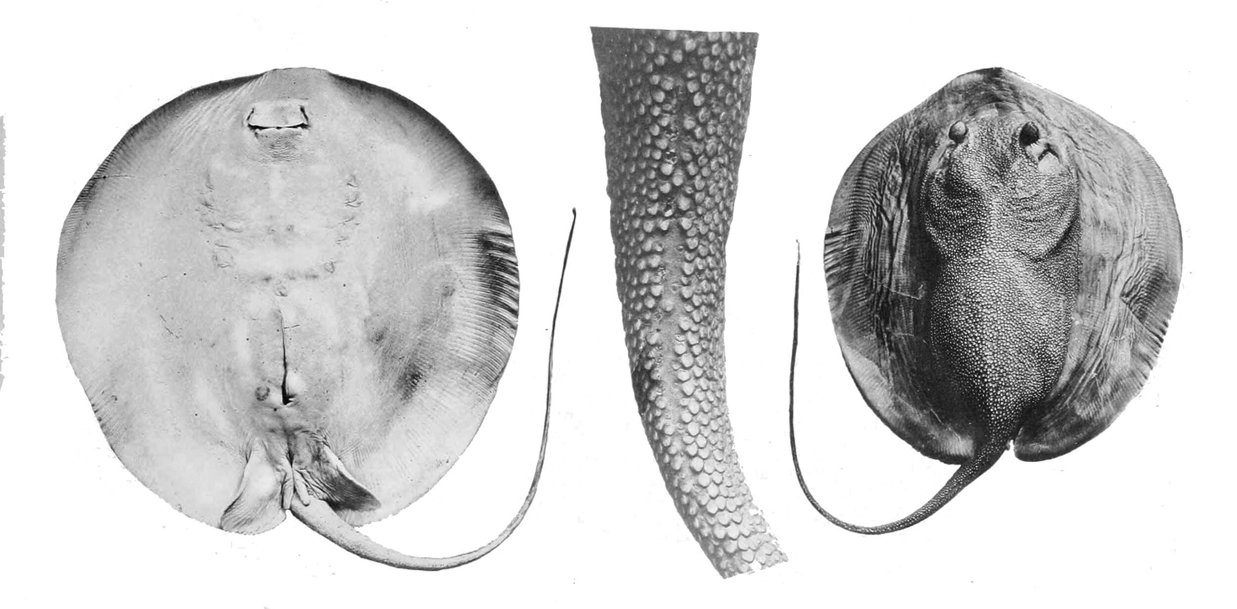 Image of Urogymnus