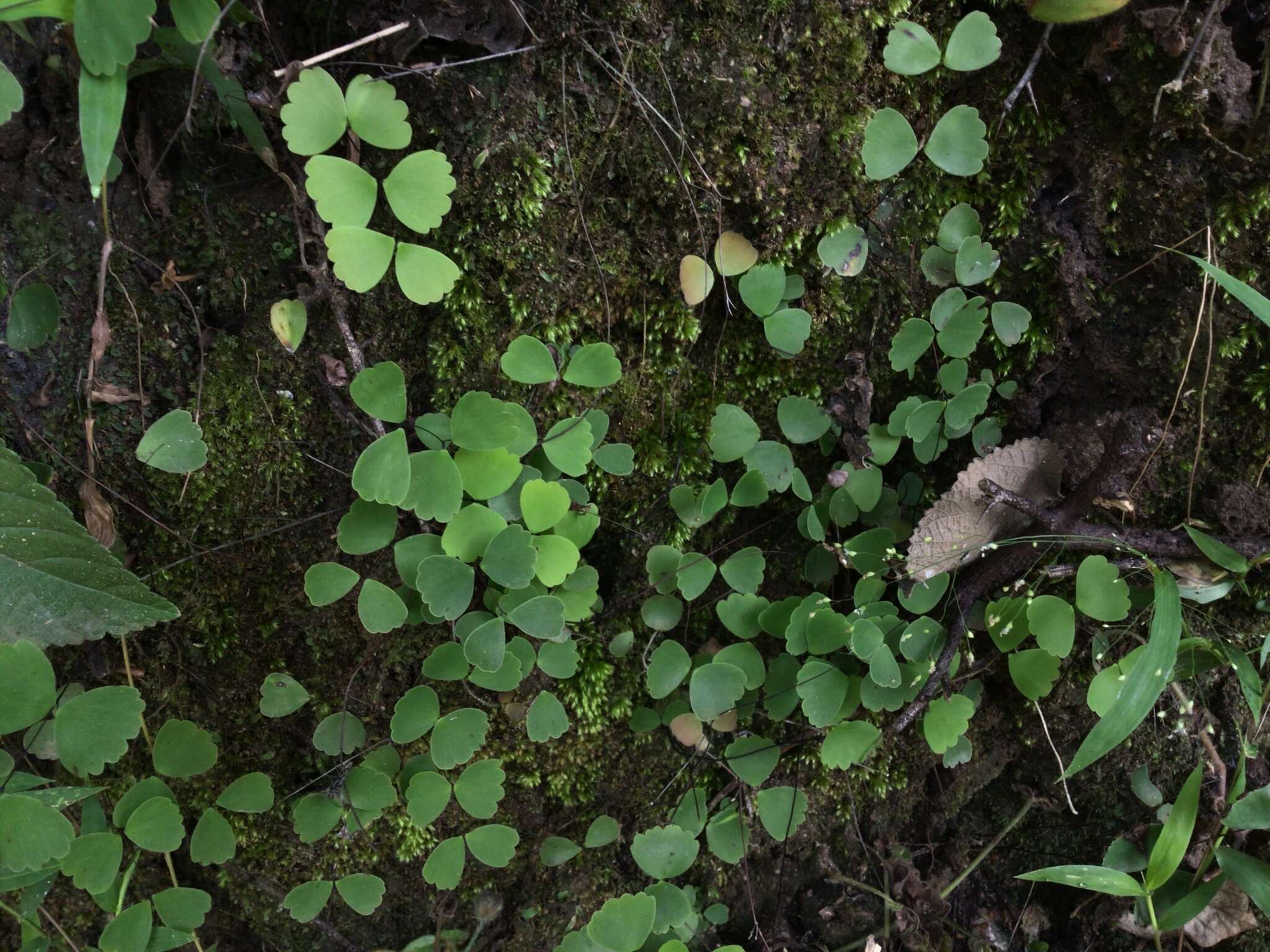 Imagem de Adiantum erylliae Tard. & C. Chr.