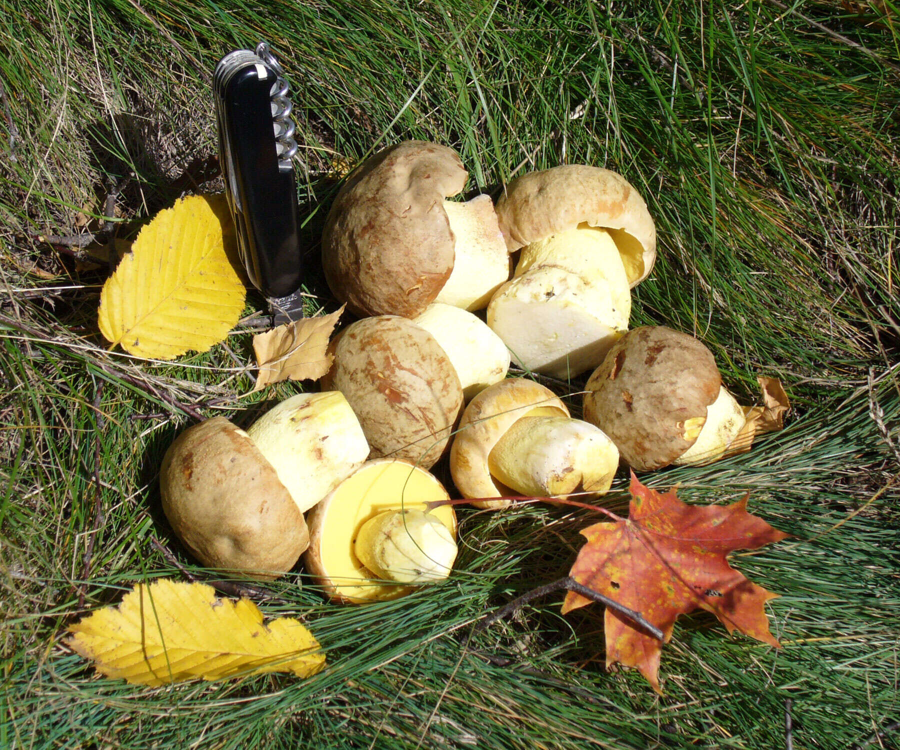 Image of Iodine bolete