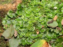 Image of overleaf pellia