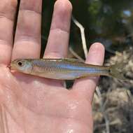 Imagem de Notropis hudsonius (Clinton 1824)