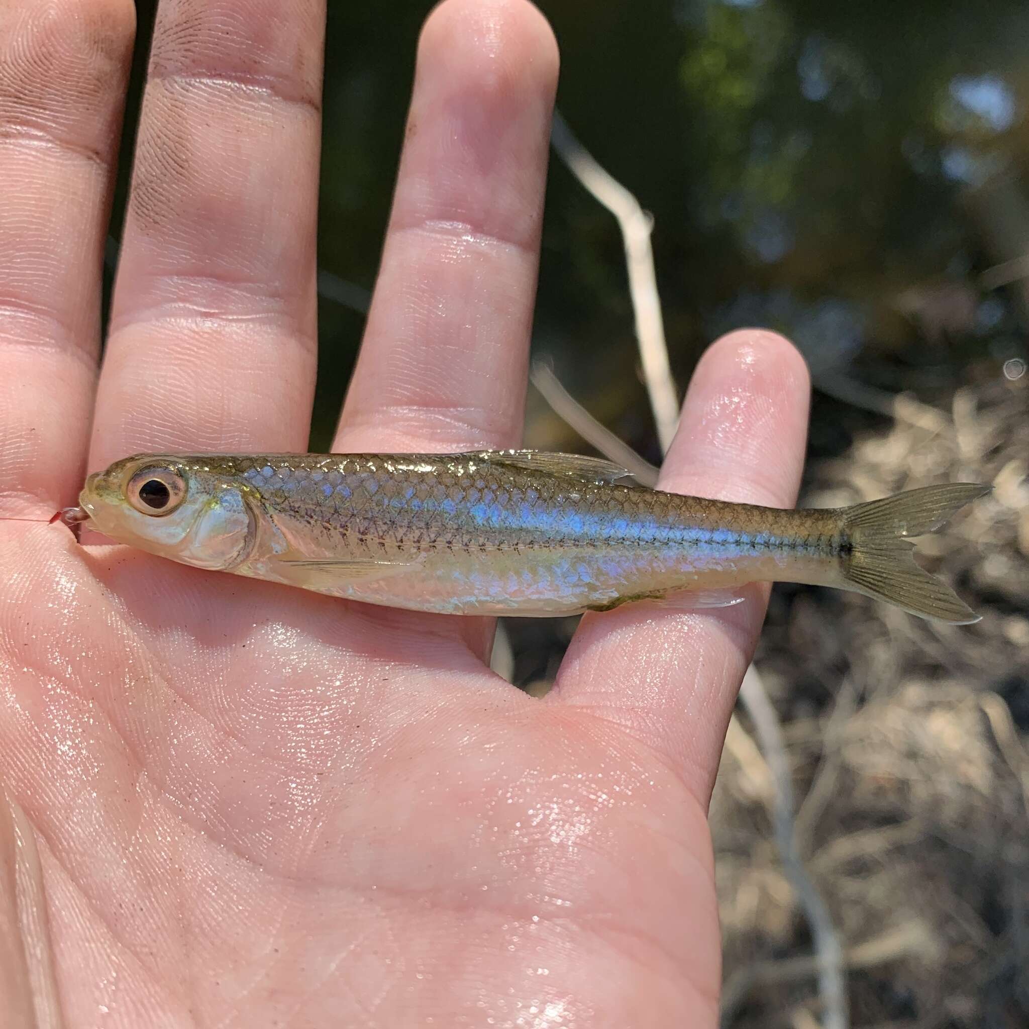 Imagem de Notropis hudsonius (Clinton 1824)