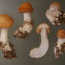 Слика од Cortinarius armeniacus (Schaeff.) Fr. 1838