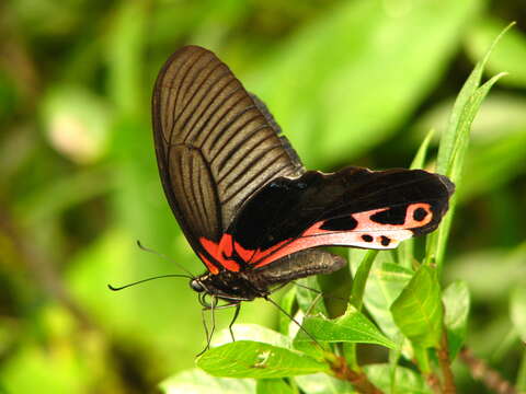 Sivun Papilio alcmenor Felder & Felder 1864 kuva