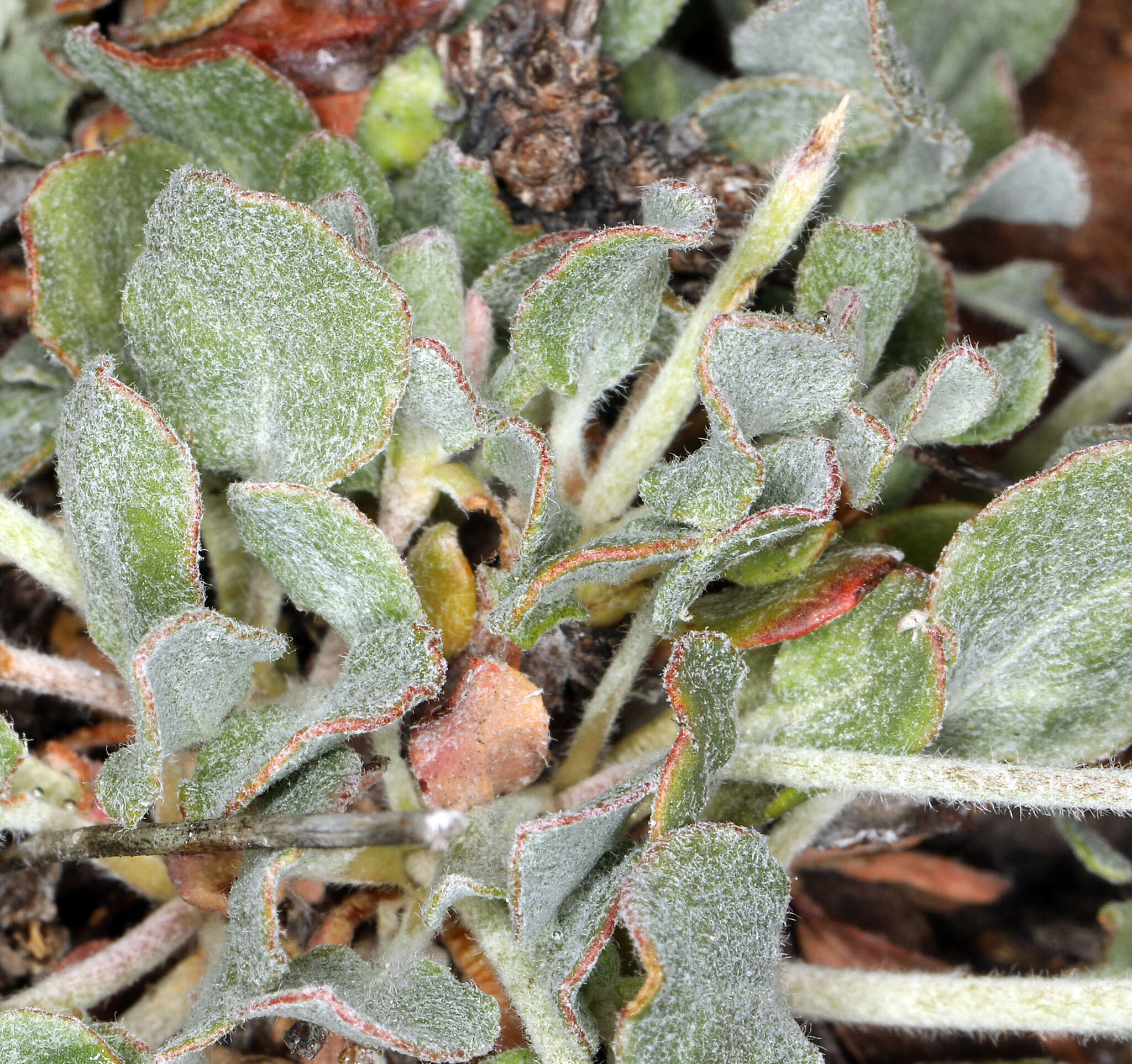 Image of sulphur-flower buckwheat