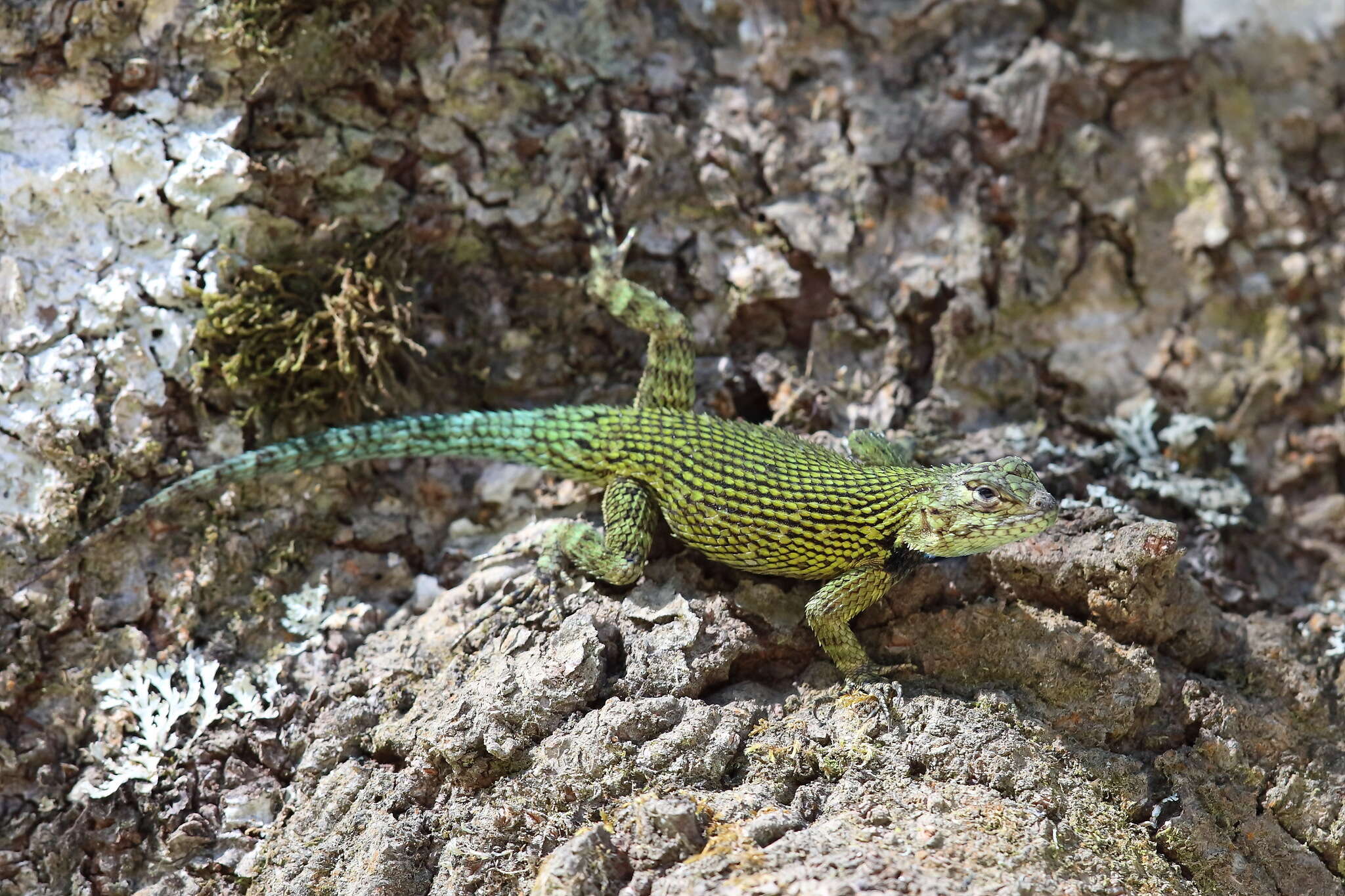 Слика од Sceloporus malachiticus Cope 1864