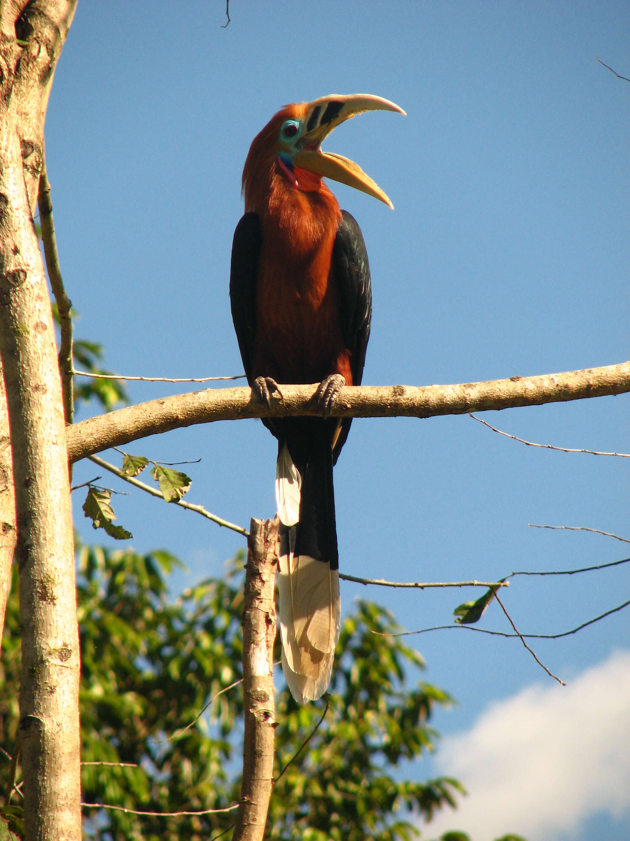 Image of Rufous-cheeked Hornbill