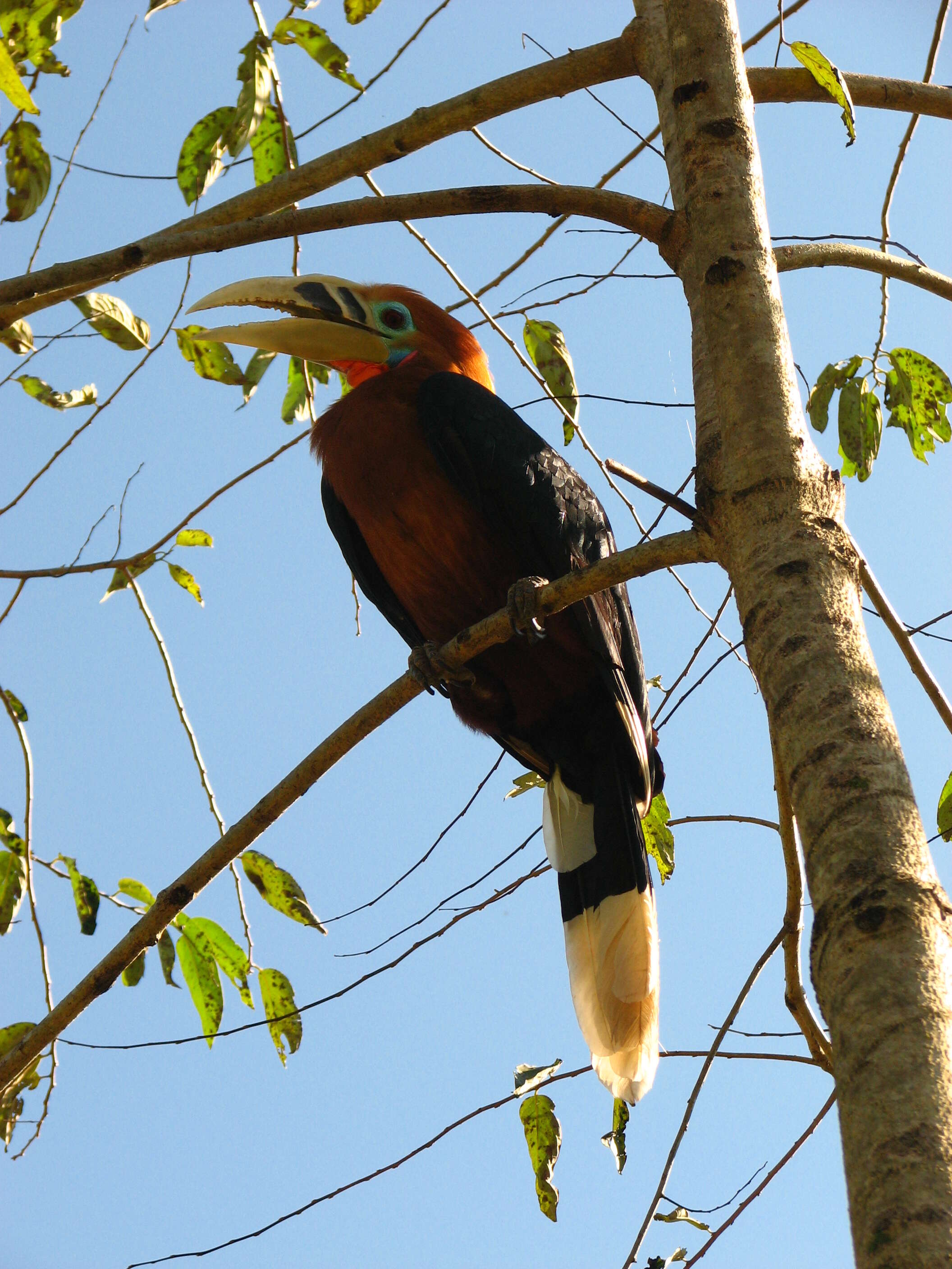 Image of Rufous-cheeked Hornbill