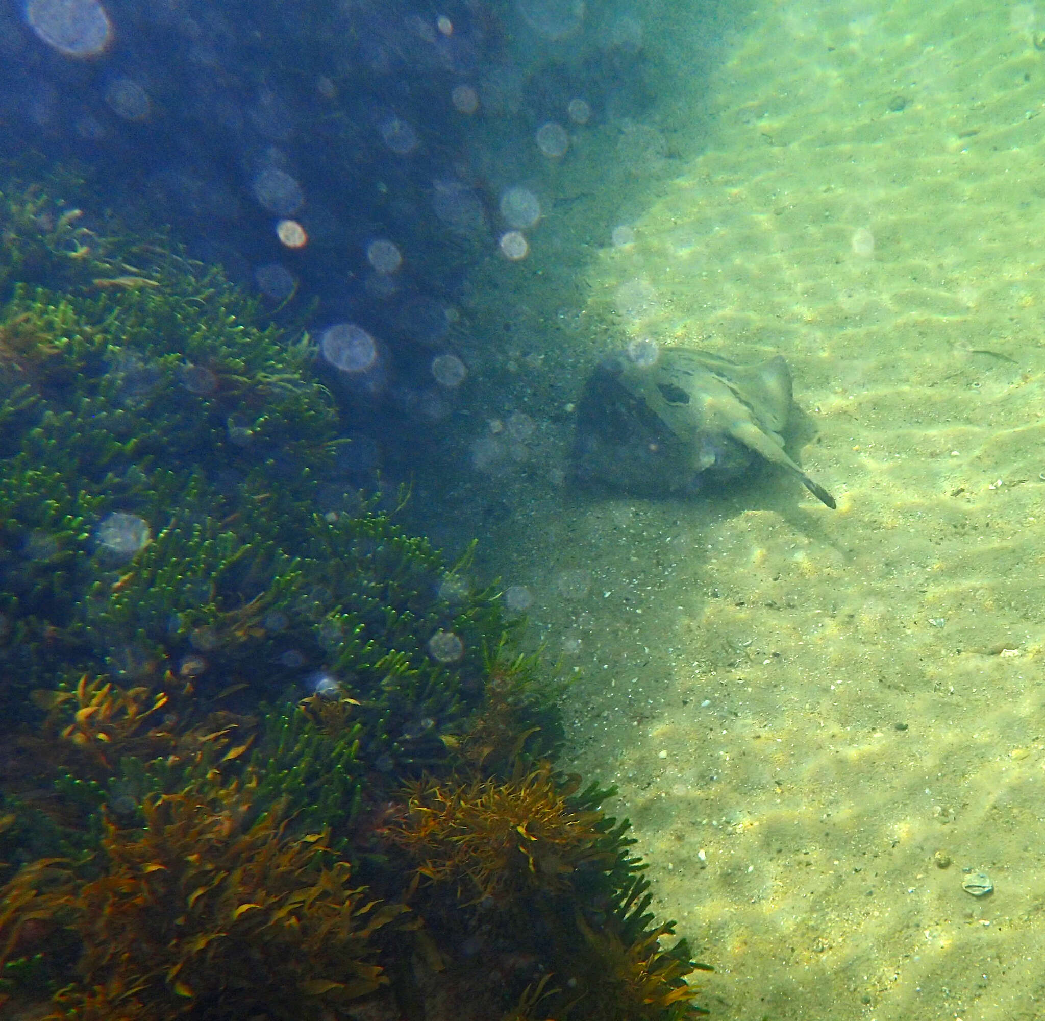 Image of Eastern Shovelnose Stingaree