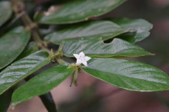 Image of Lasianthus attenuatus Jack