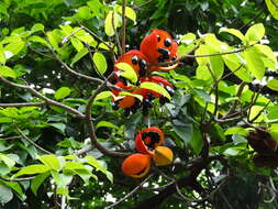 Image of Sterculia lanceolata Cav.