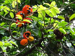 Image of Sterculia lanceolata Cav.