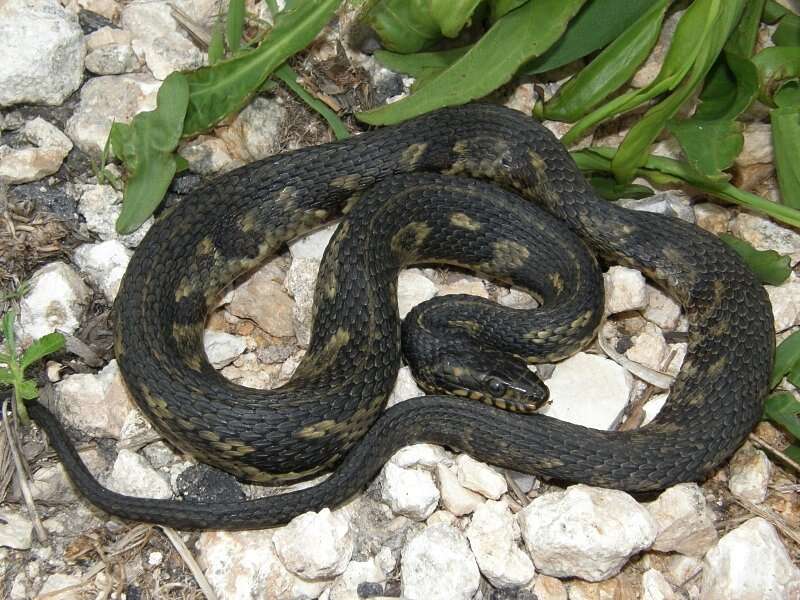 Image of Atlantic Salt Marsh Snake