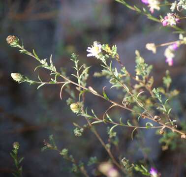 Image of Symphyotrichum moranense (Kunth) G. L. Nesom