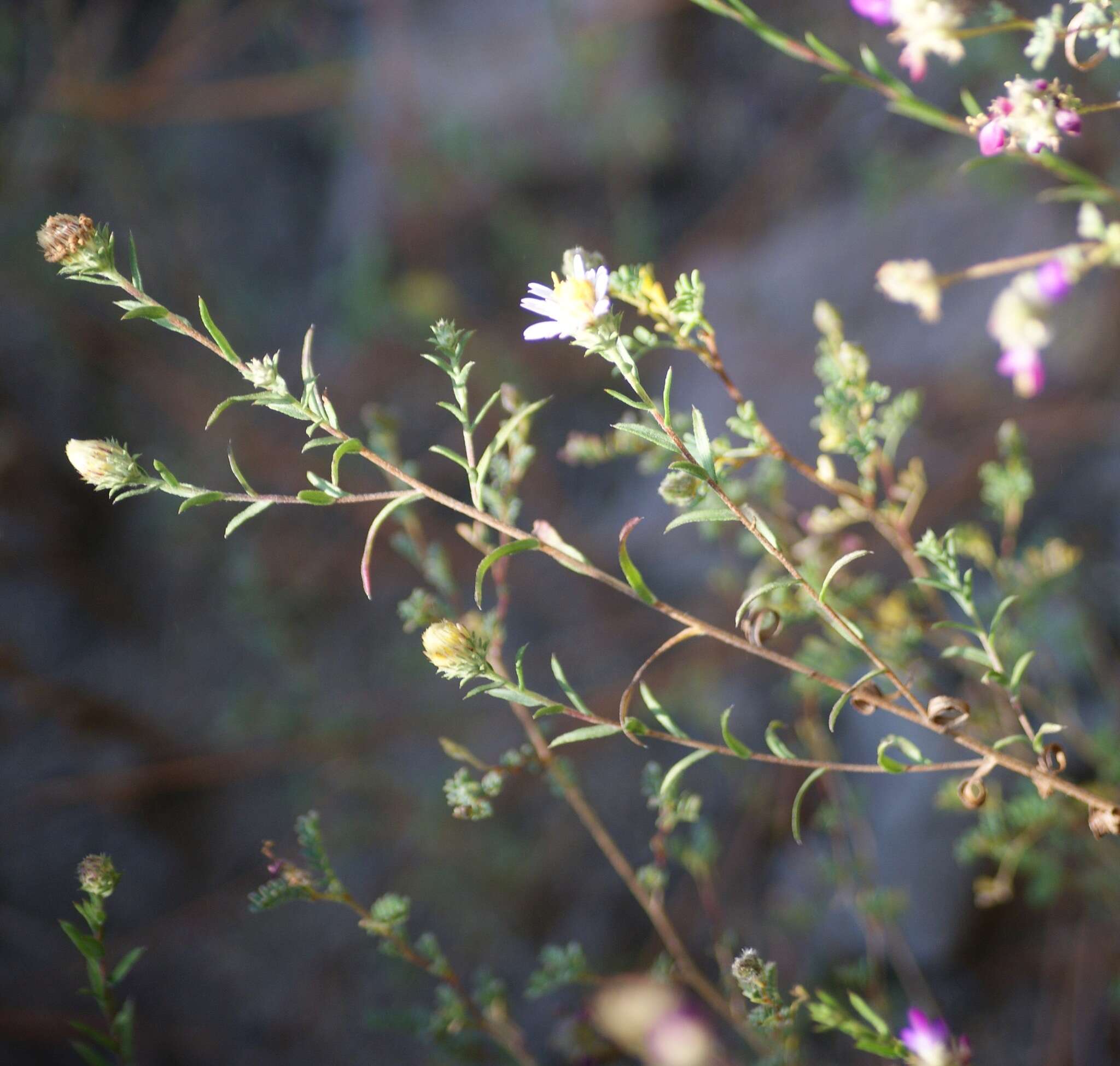 Symphyotrichum moranense (Kunth) G. L. Nesom resmi