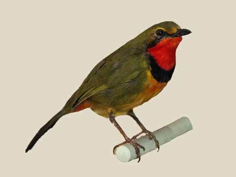 Image of Gorgeous Bushshrike