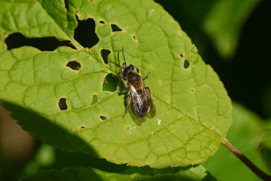 Image of Andrena helvola (Linnaeus 1758)