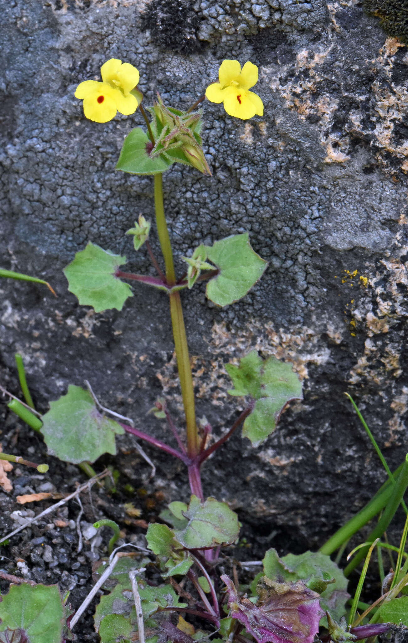 Слика од Erythranthe utahensis (Pennell) G. L. Nesom