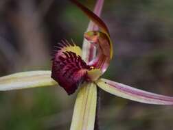 Caladenia montana G. W. Carr的圖片