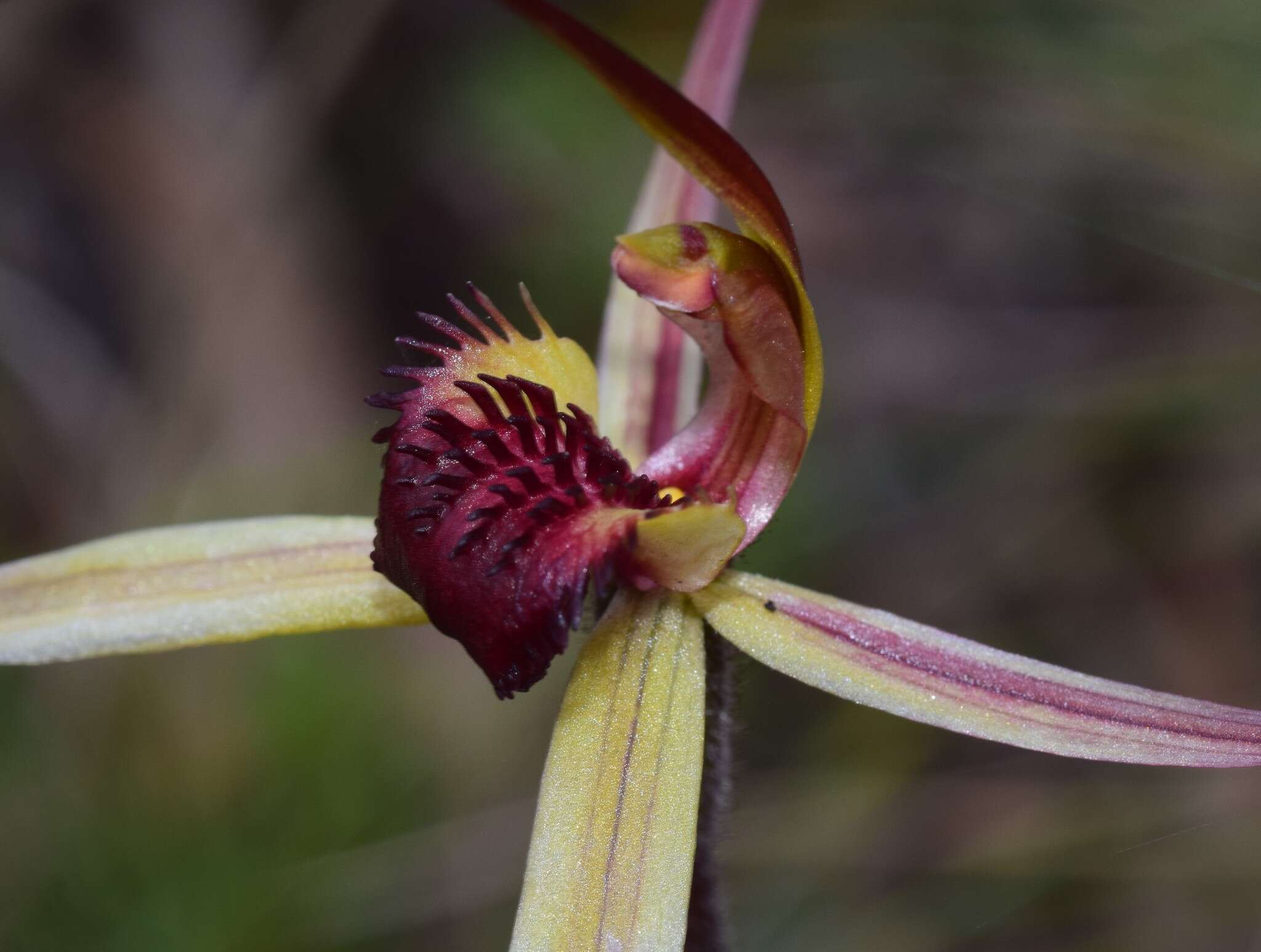 Caladenia montana G. W. Carr的圖片