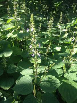 Image of lindenleaf sage