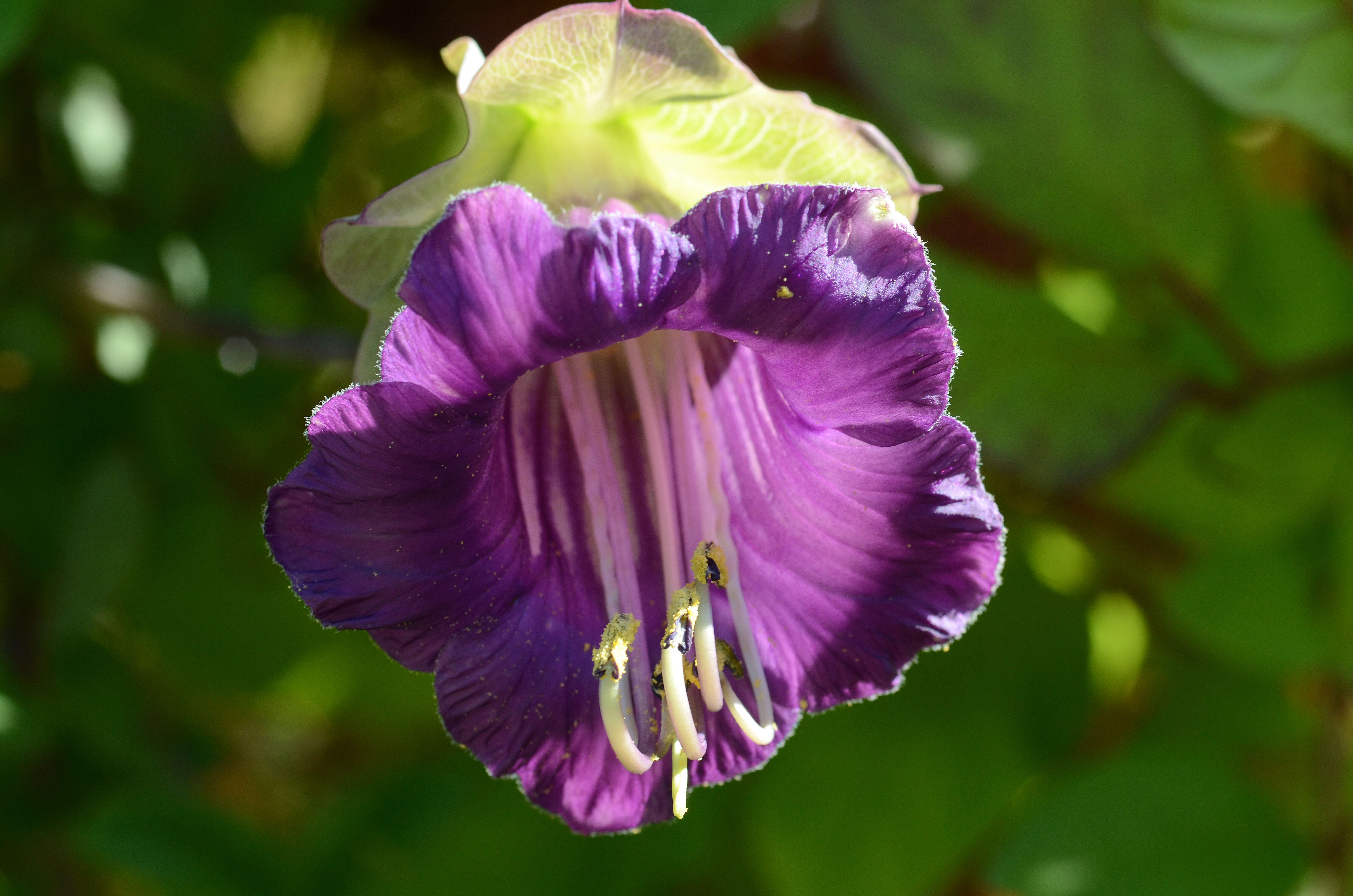 Imagem de Cobaea scandens Cav.