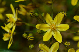 Слика од Triteleia ixioides subsp. scabra (Greene) L. W. Lenz