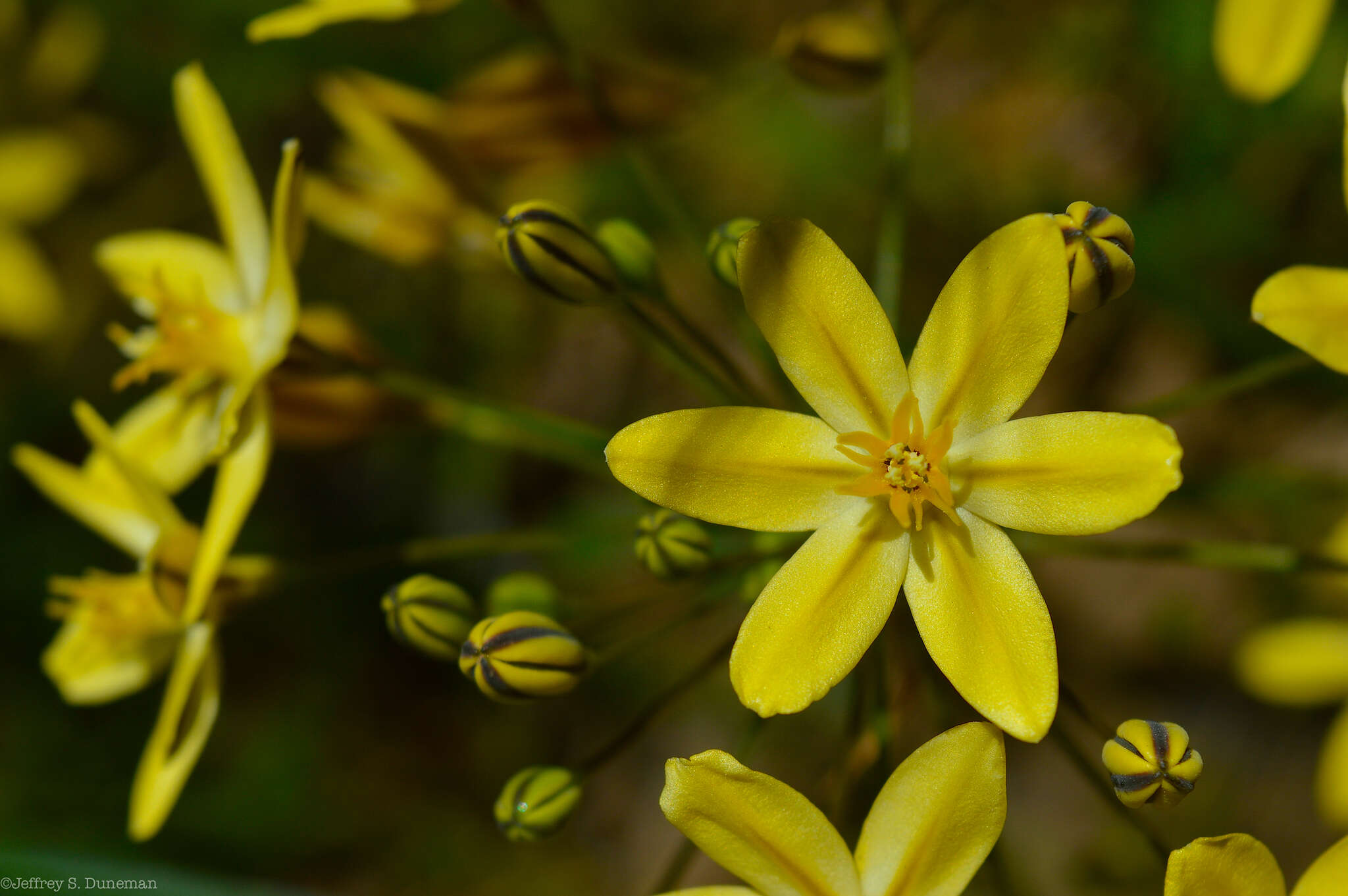 Sivun Triteleia ixioides subsp. scabra (Greene) L. W. Lenz kuva