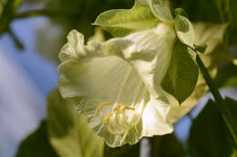 Imagem de Cobaea scandens Cav.