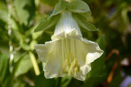 Imagem de Cobaea scandens Cav.