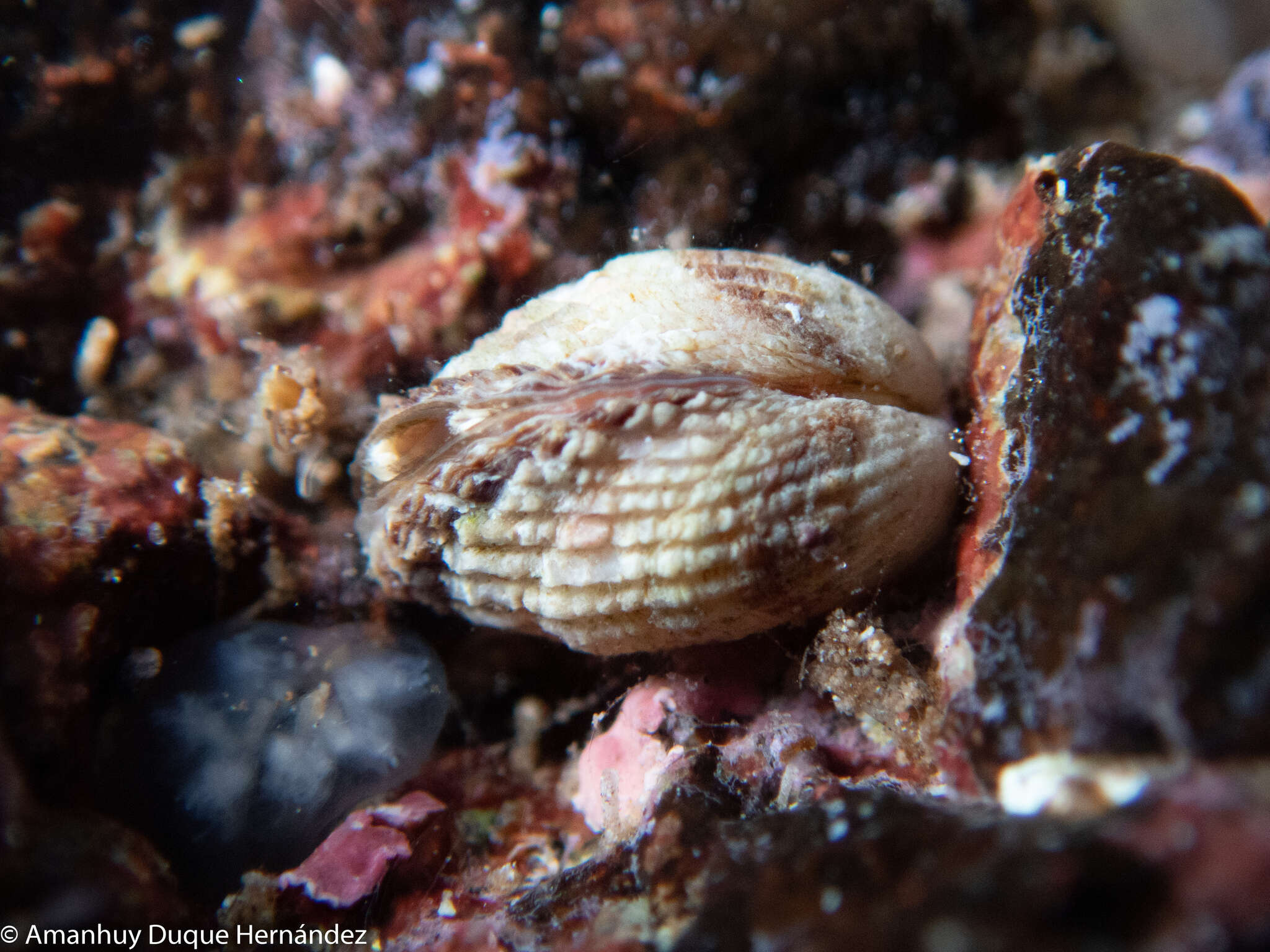 Image of Cardita calyculata (Linnaeus 1758)