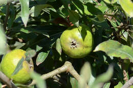 Plancia ëd Pyrus salicifolia Pall.