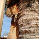 Image of Socorro Island Tree Lizard